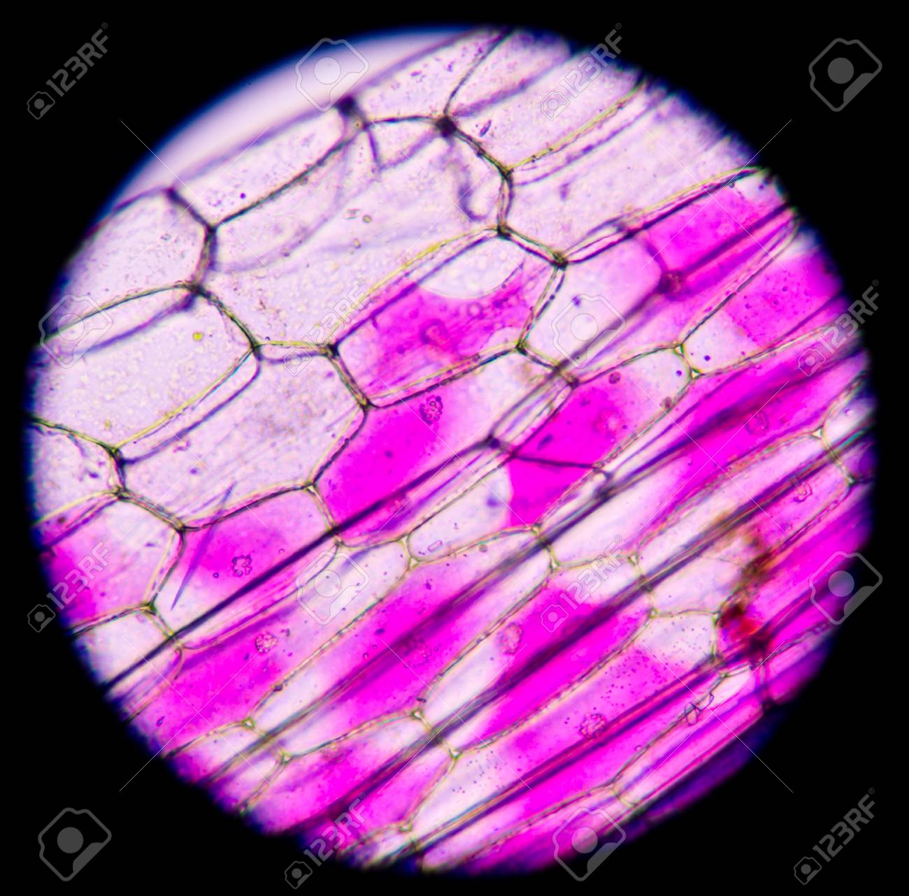 Pink Plant Cells Under Microscope 400x Stock Photo Picture And Royalty Free Image Image 43886014