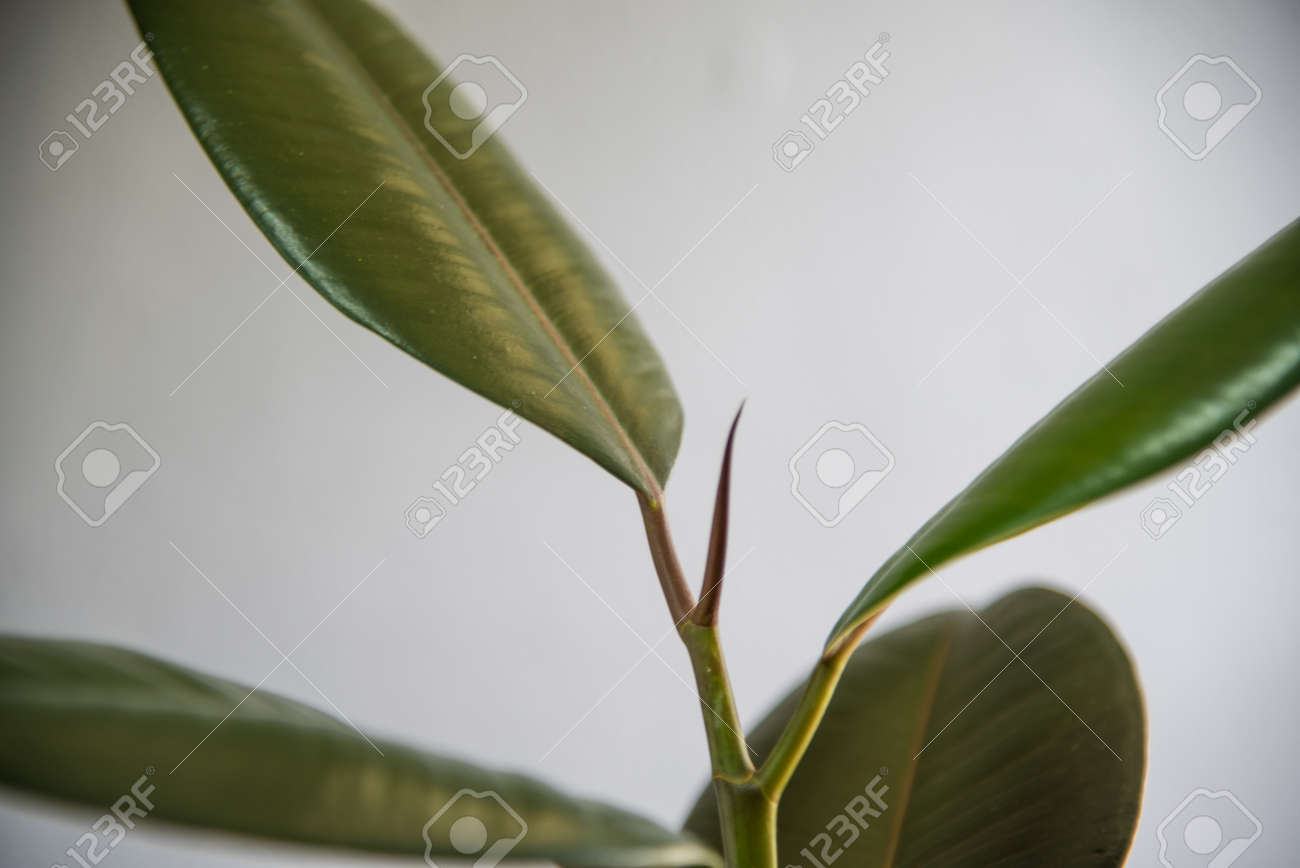 Usines de caoutchouc vert sur fond gris. - 168234806