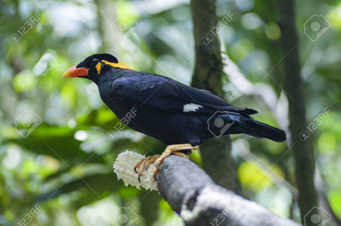 etiam-dictum-ipsum-a-felis