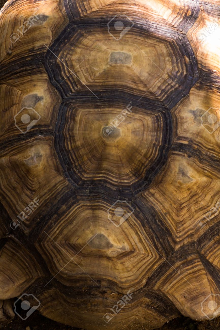 亀の甲羅のテクスチャ の写真素材 画像素材 Image 2765 亀の甲羅のテクスチャ の写真素材 画像素材 Image 2765