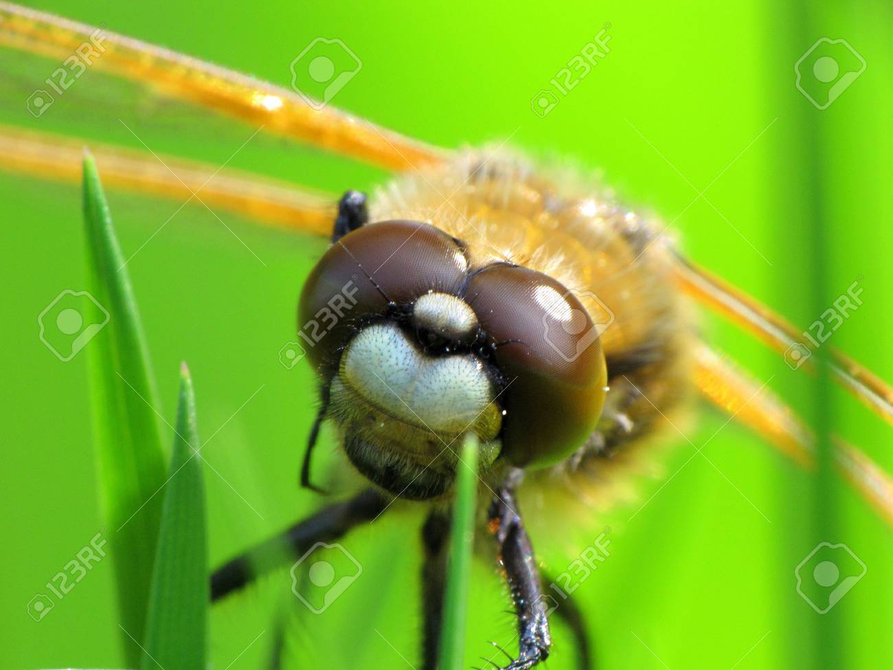 トンボの頭 の写真素材 画像素材 Image