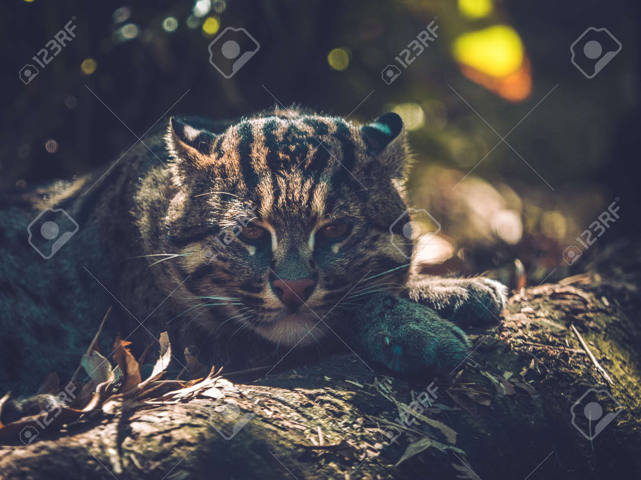 etiam-dictum-ipsum-a-felis