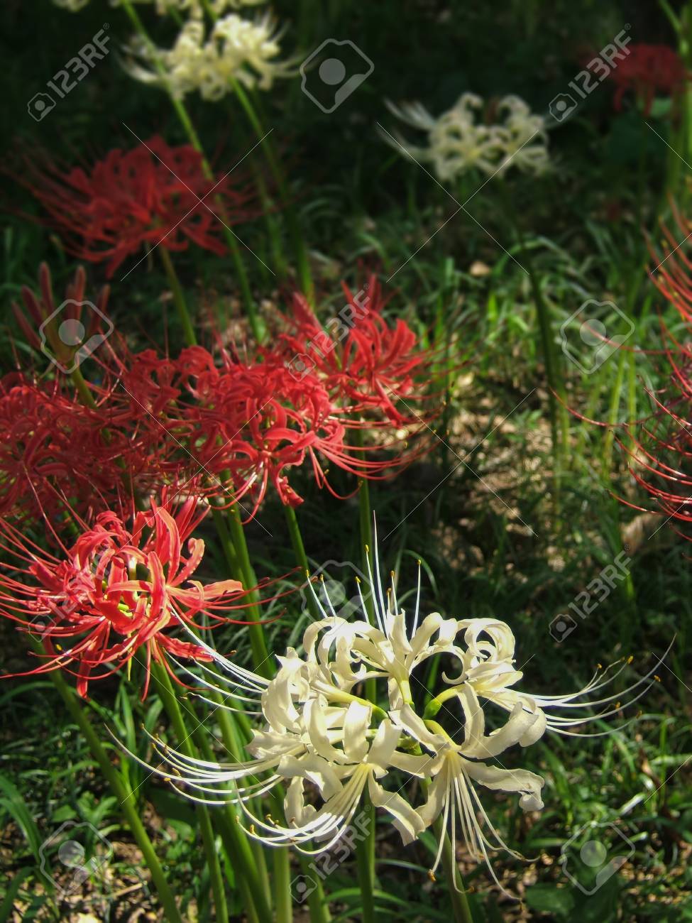 Lycoris Radiata Red Spider Lily Flowers Stock Photo Picture And Royalty Free Image Image