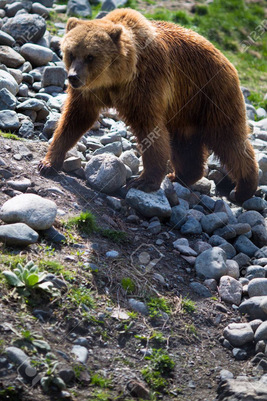 Grizzly Bear Standing Watching Dangerous White Stock Vector by  ©grgroupstock 655734542, image size:866x1300
