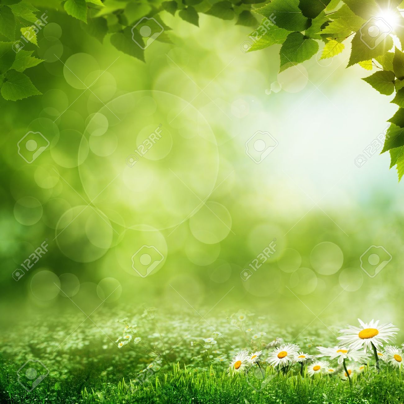 Beauty morning in the green forest, eco backgrounds - 19115745 Beauty morning in the green forest, eco backgrounds - 19115745
