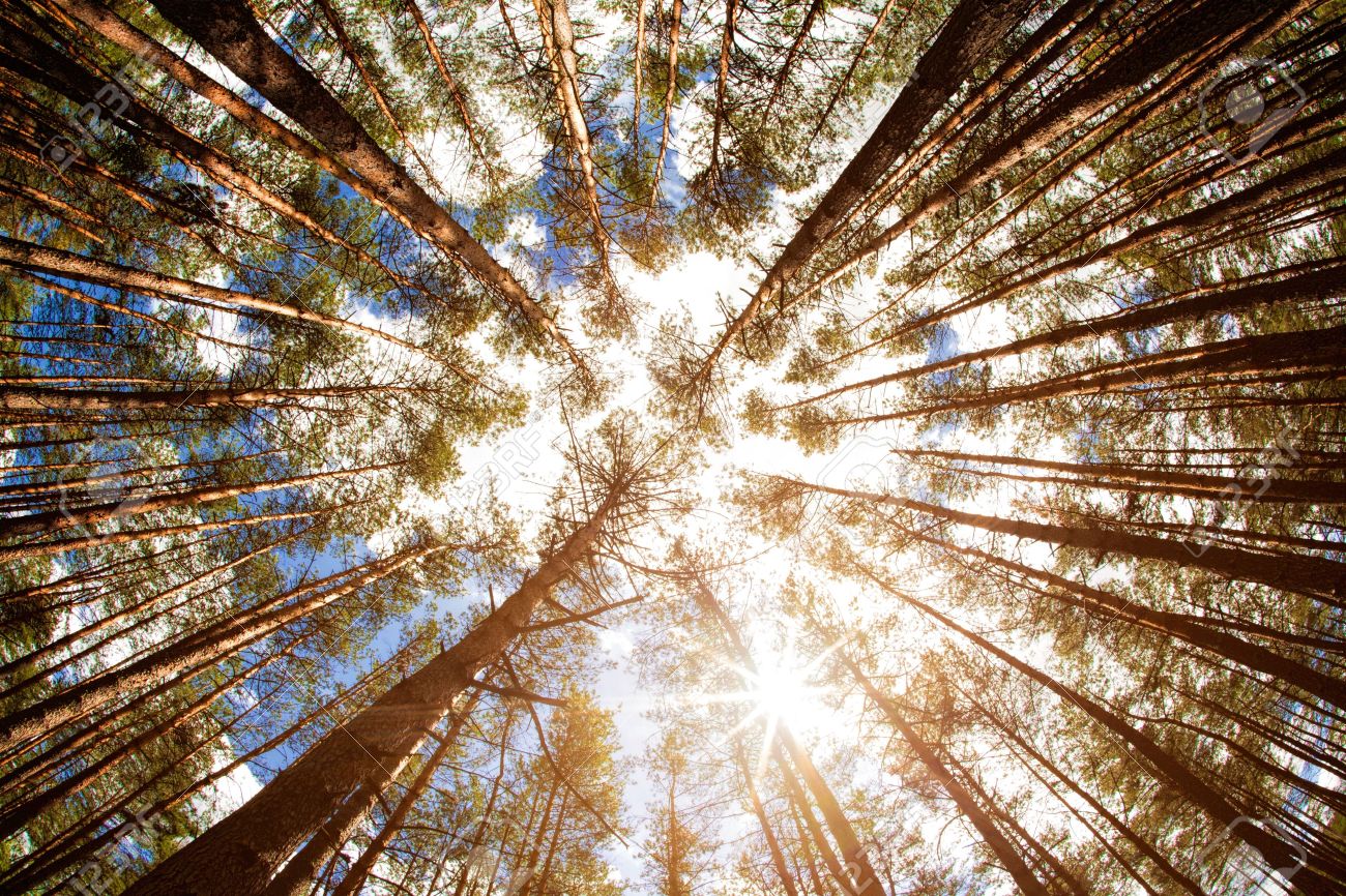 Looking up, summer backgrounds for your design - 21370692 Looking up, summer backgrounds for your design - 21370692
