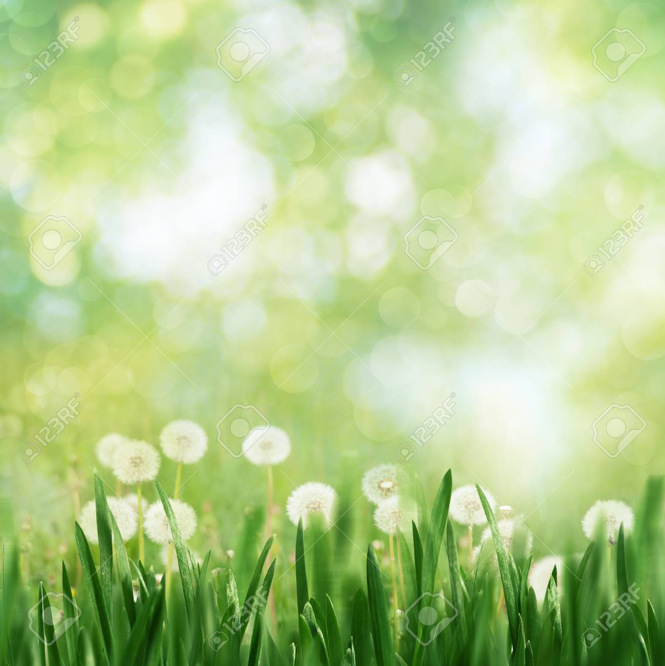 タンポポの花と美春紅葉の季節の風景 の写真素材 画像素材 Image