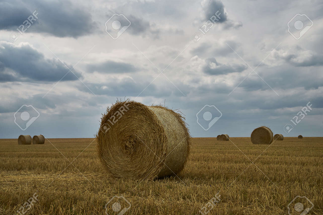 Summer Harvesting on the field. Agricultural seasonal backgrounds - 159256693 Summer Harvesting on the field. Agricultural seasonal backgrounds - 159256693
