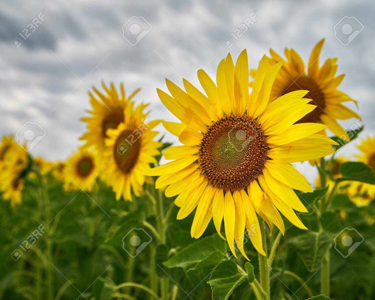 Summer on the sunflowers field. Agriculture and rural background - 159256698 Summer on the sunflowers field. Agriculture and rural background - 159256698