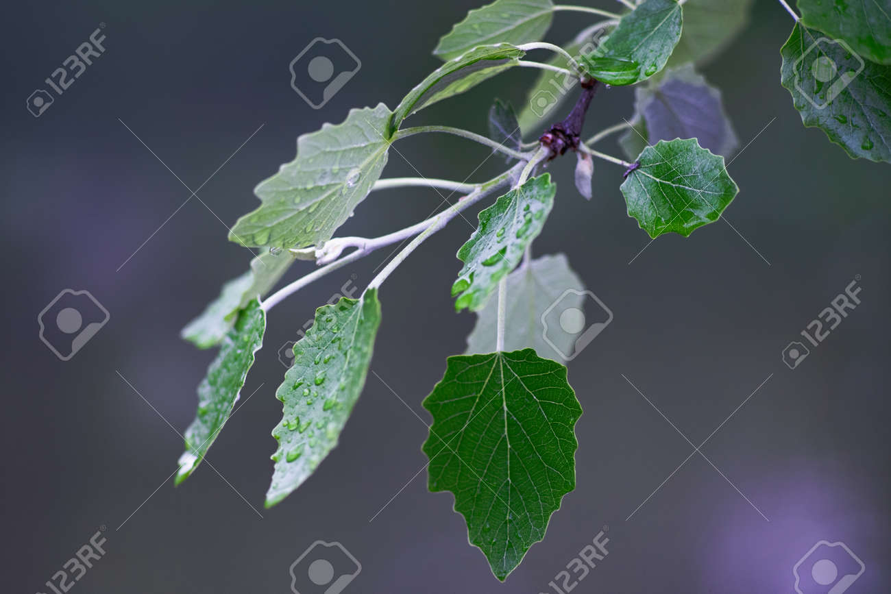 Beautiful summer morning in the forest after rain, natural backgrounds - 159256718 Beautiful summer morning in the forest after rain, natural backgrounds - 159256718