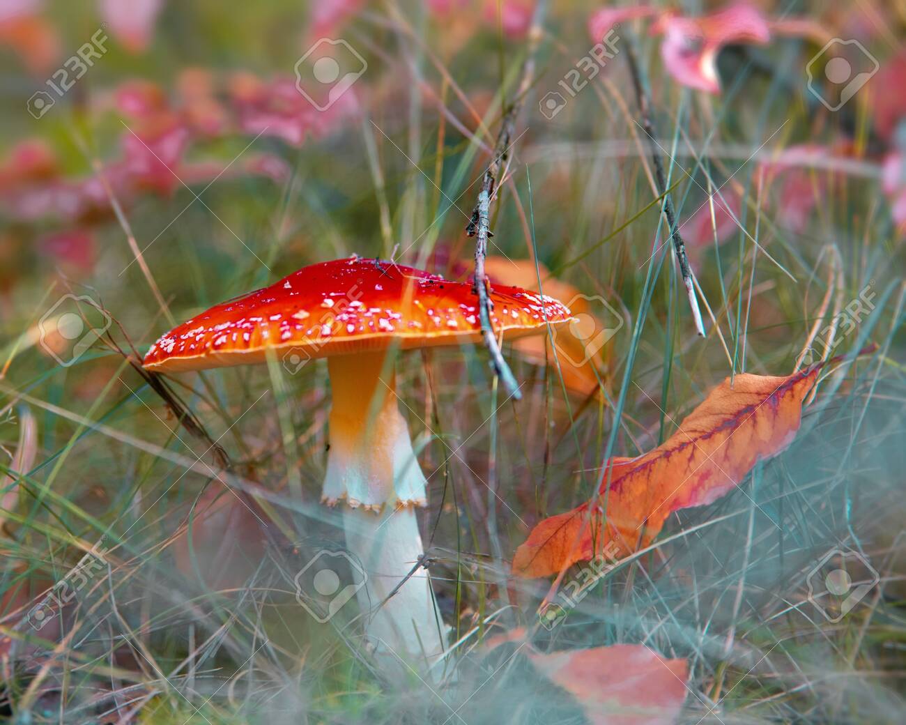 Amonita mushroom in the forest. Beautiful fall backgrounds with fly agaric - 159256722 Amonita mushroom in the forest. Beautiful fall backgrounds with fly agaric - 159256722