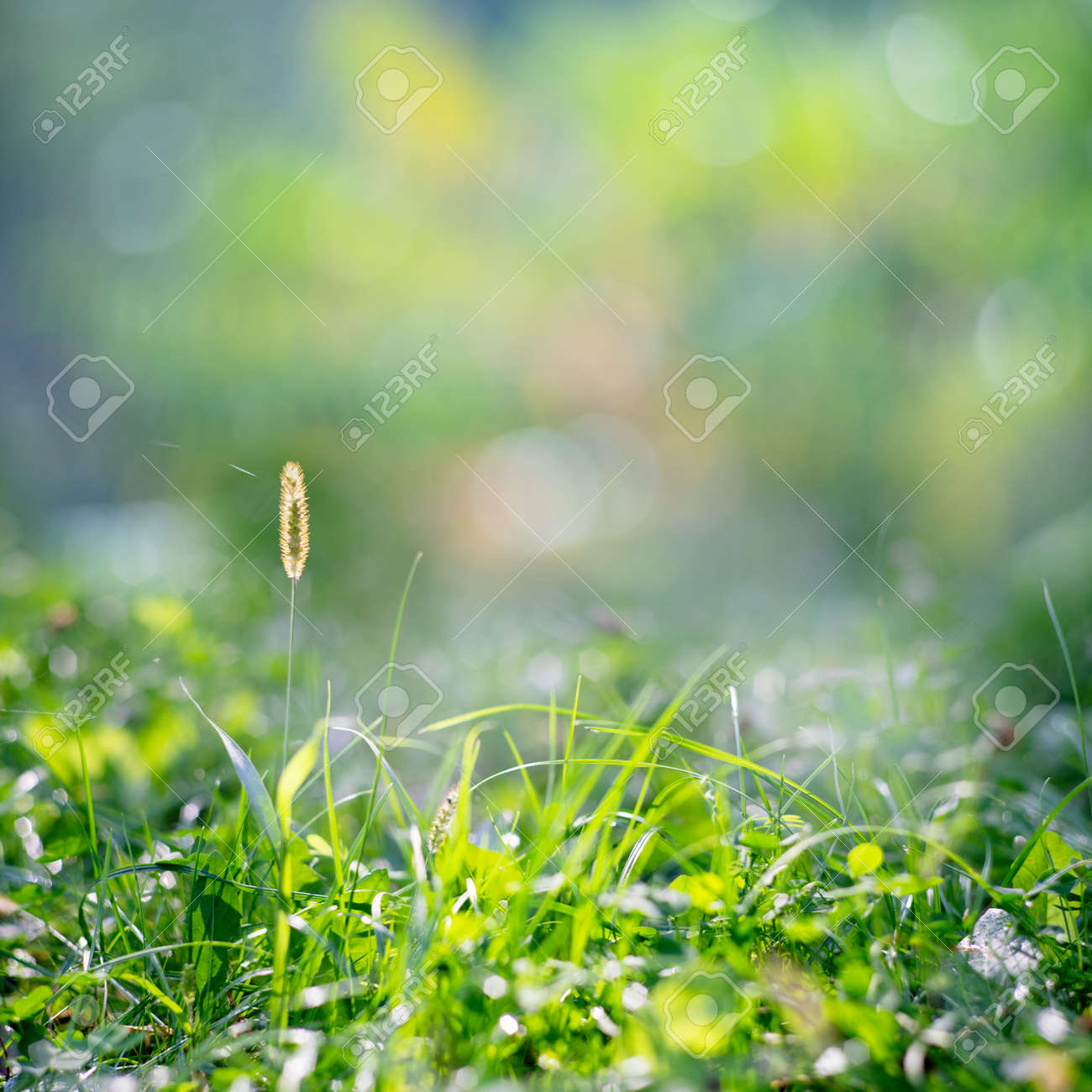 Summer park and outdoors, beautiful natural backgrounds - 159256877 Summer park and outdoors, beautiful natural backgrounds - 159256877