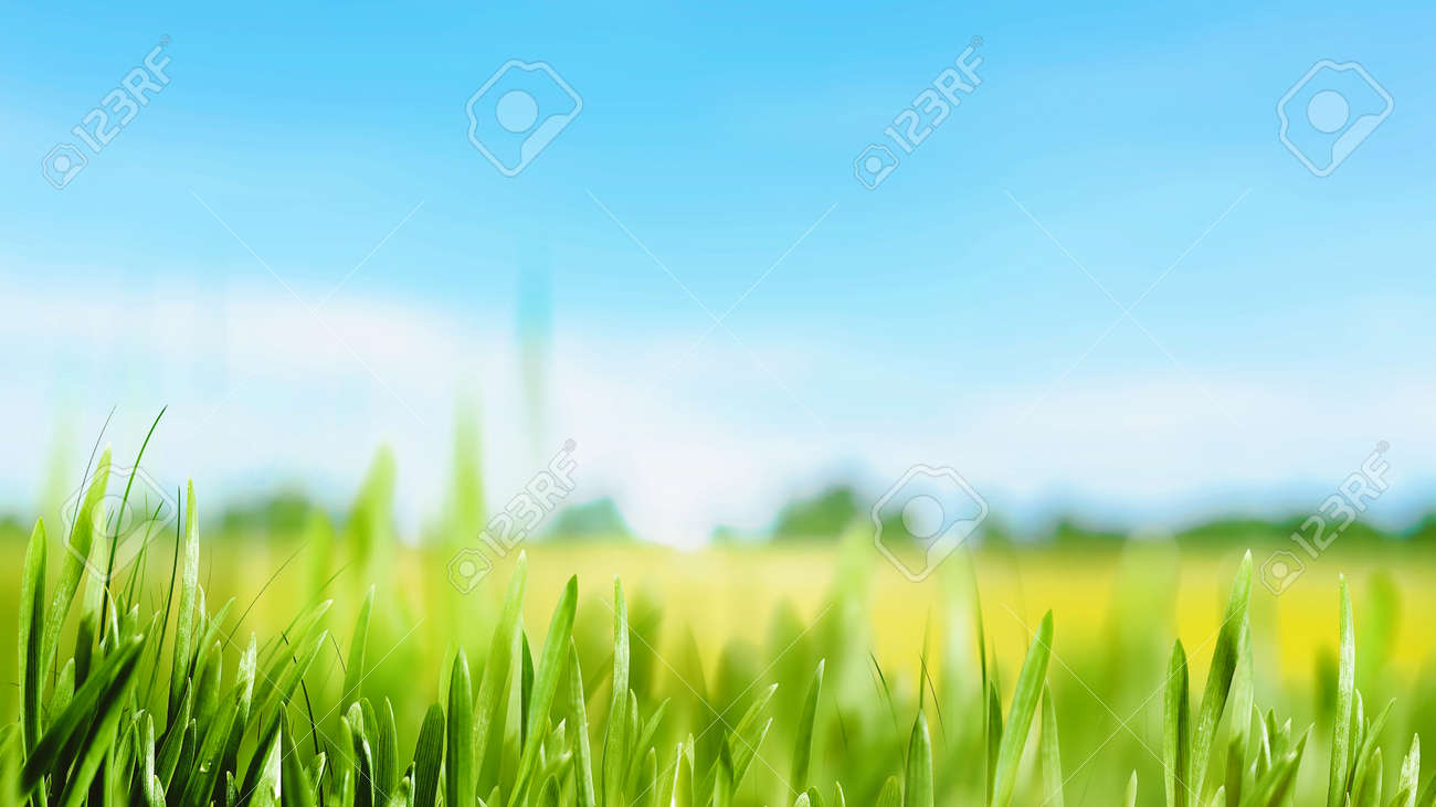 Peaceful summer meadow. Beautiful natural backgrounds - 159256881 Peaceful summer meadow. Beautiful natural backgrounds - 159256881