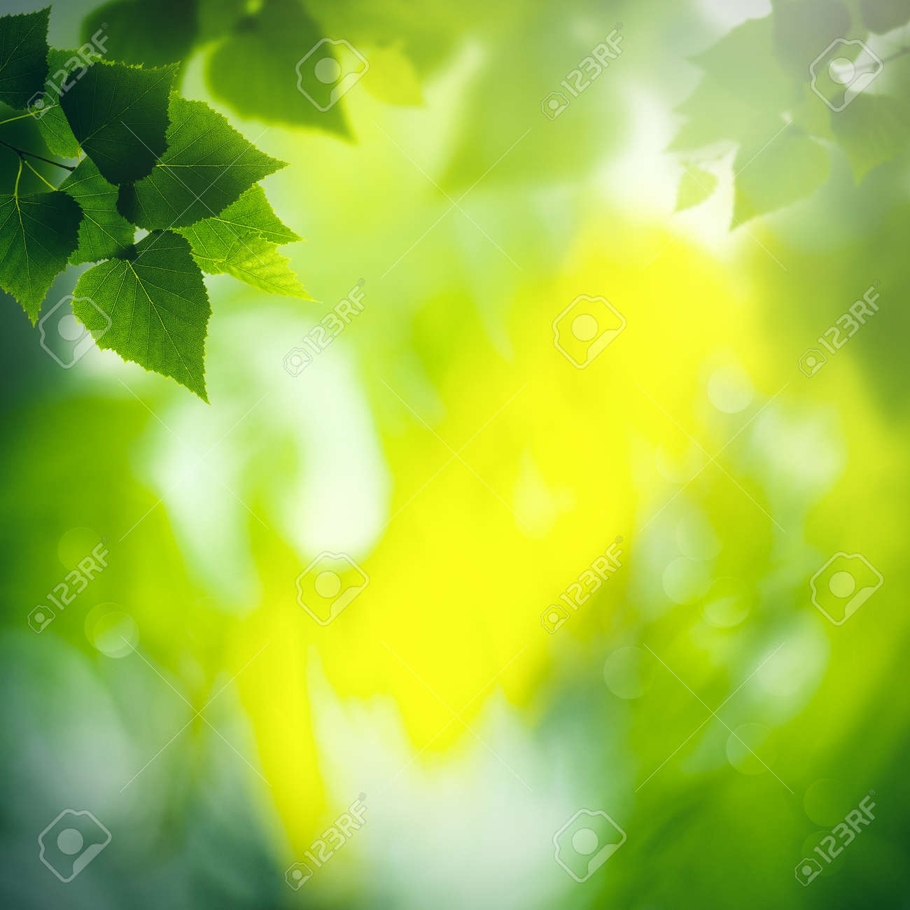 Green birch foliage with defocused background, Abstract seasonal wallpapers - 159256902 Green birch foliage with defocused background, Abstract seasonal wallpapers - 159256902