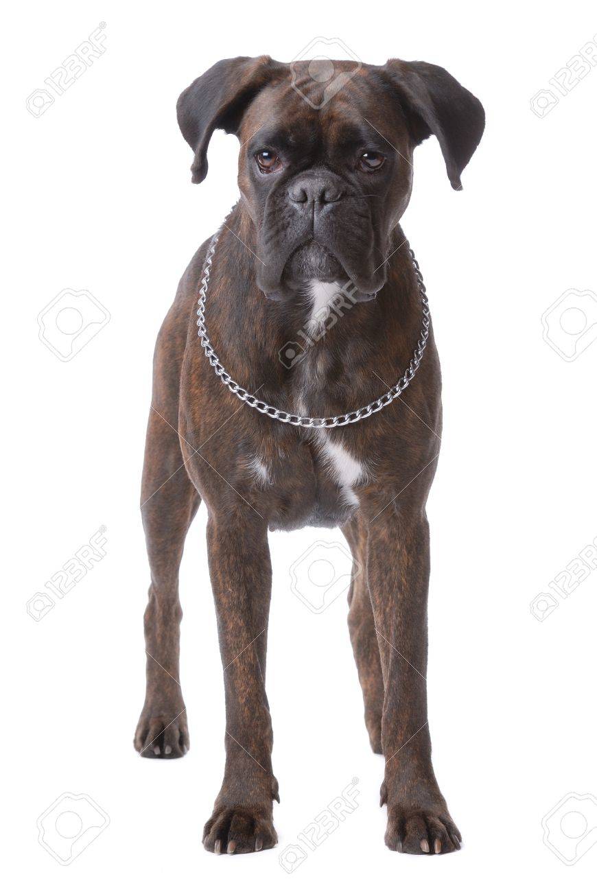 Stehend Boxer Hund Isoliert Auf Weiss Lizenzfreie Fotos Bilder Und Stock Fotografie Image 10437254
