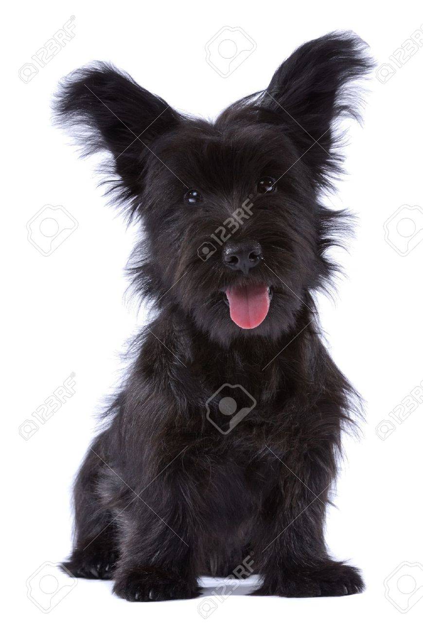 スカイ テリア子犬白で隔離されます の写真素材 画像素材 Image