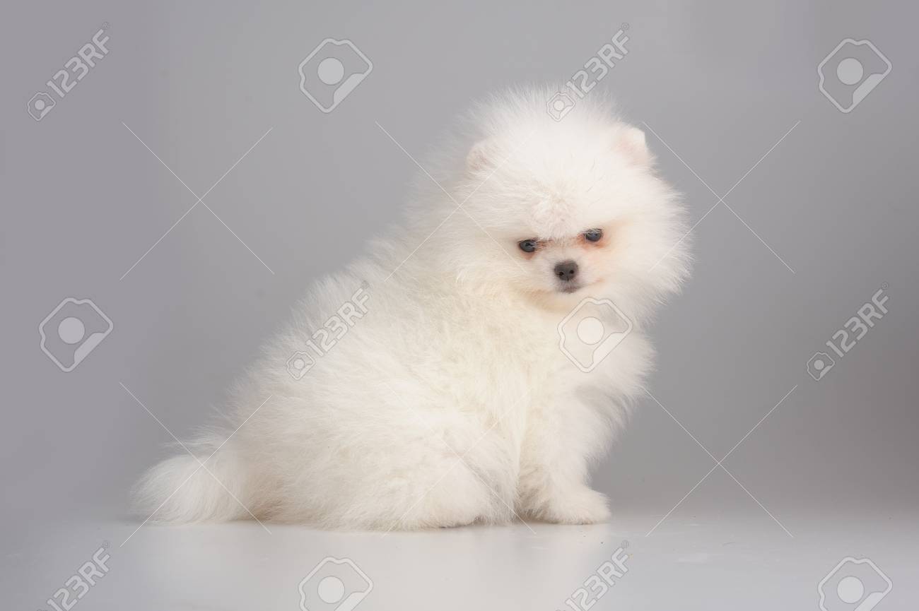 white german spitz