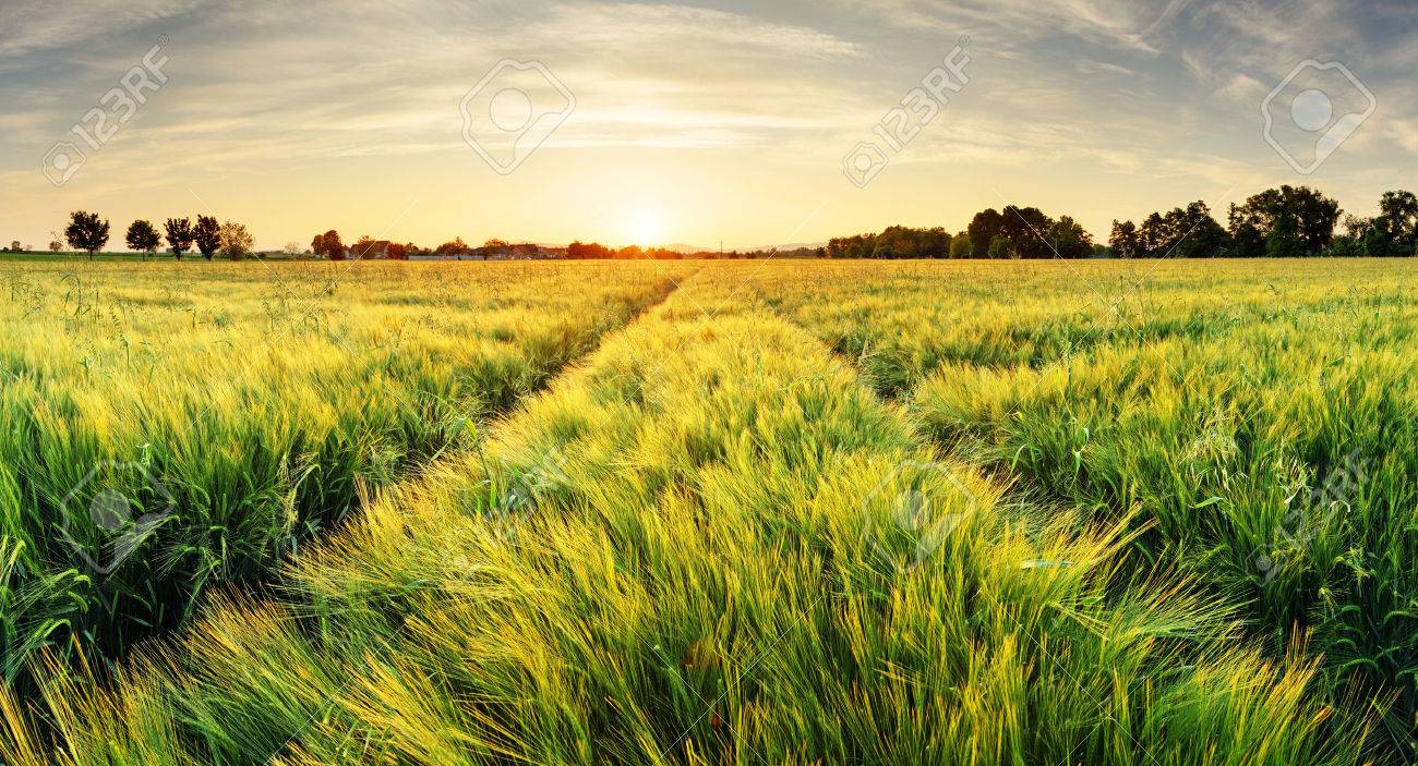 Wheat field landscape with path in the sunset time - 53131325 Wheat field landscape with path in the sunset time - 53131325