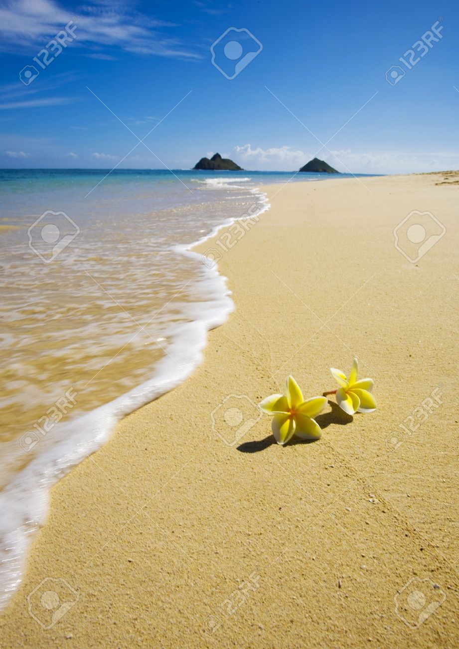 ハワイの砂 【公式通販】