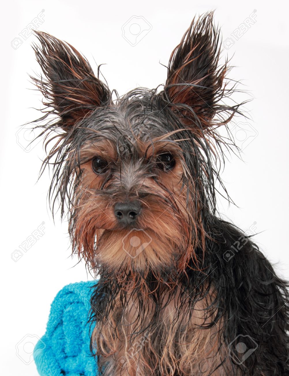 wet terrier