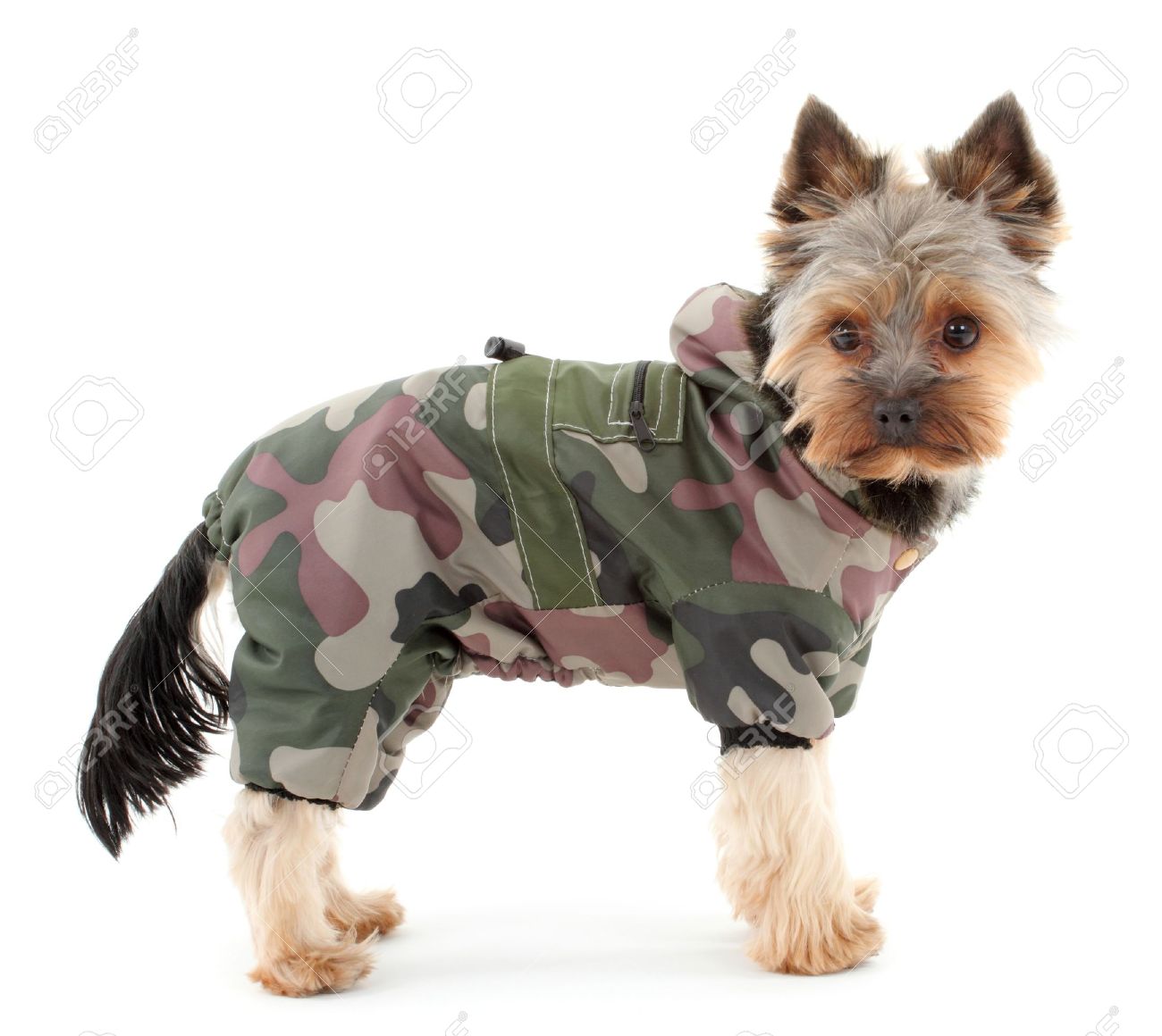 yorkshire terrier clothes