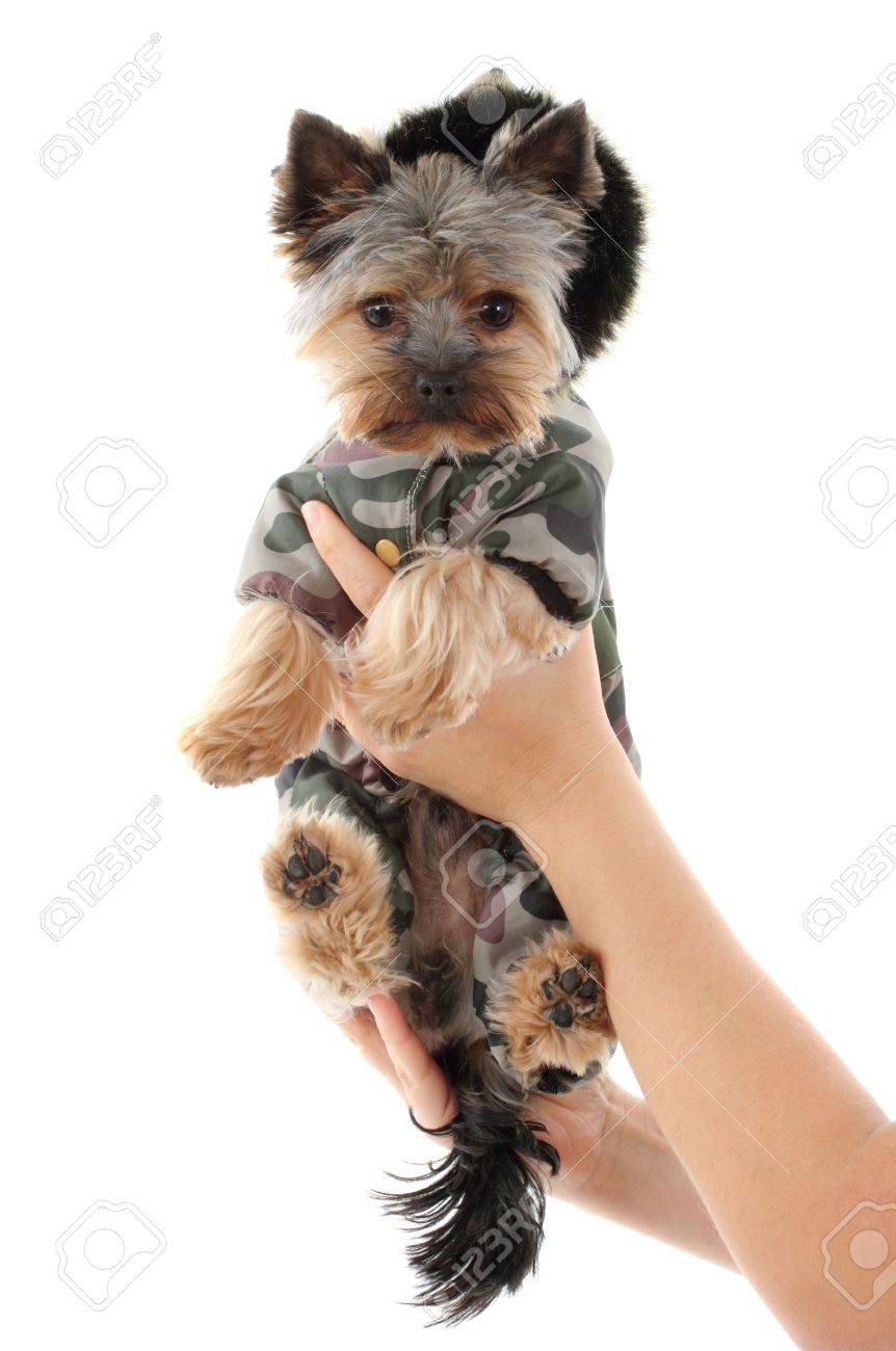 yorkshire terrier clothes