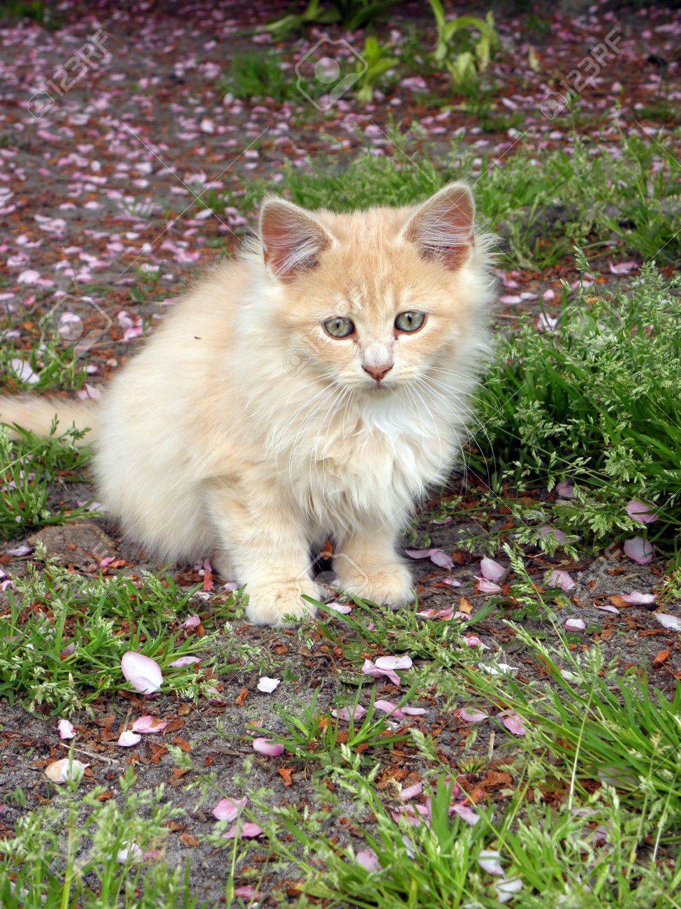 rottweiler puppy rate