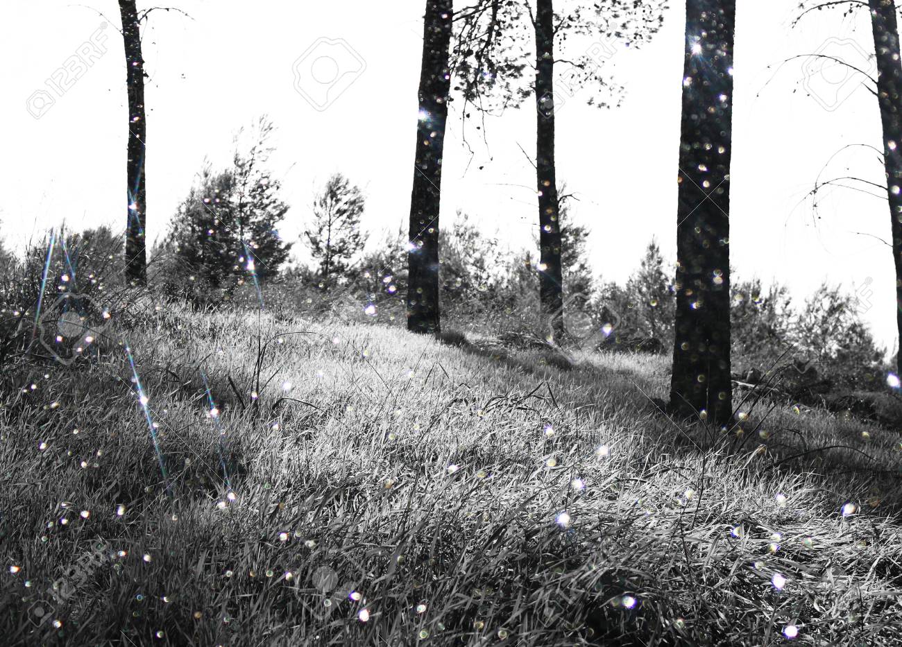 Abstract Black And White Trees In Forest Landscape And Glitter Bokeh Lights  Stock Photo, Picture and Royalty Free Image. Image 34726482., image size:1300x933