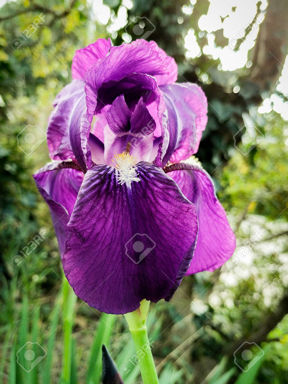 etiam-dictum-ipsum-a-felis