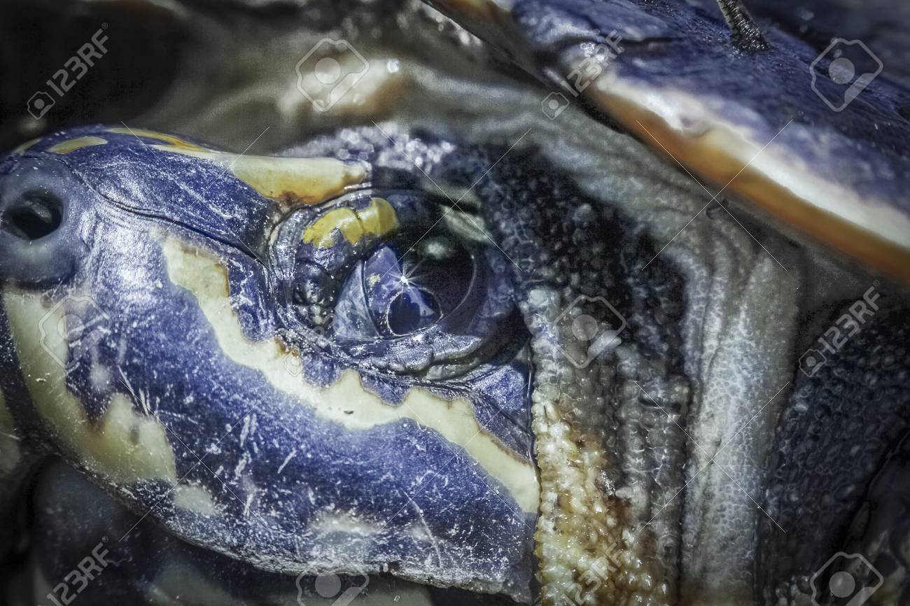 Turtle Face With Eye Side Close Up Image Stock Photo Picture And