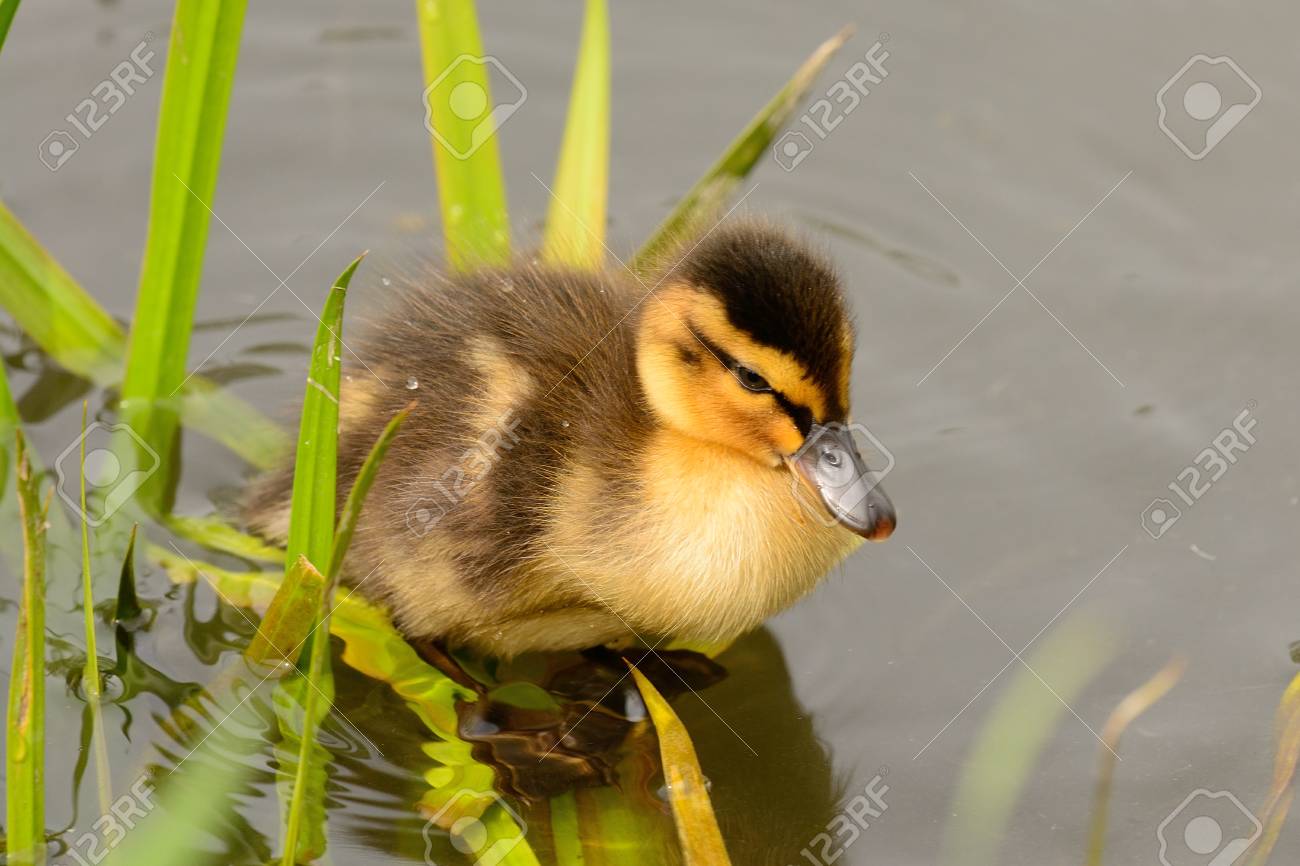 Portrait Of A Newborn Mallard Duckling In The Water Stock Photo