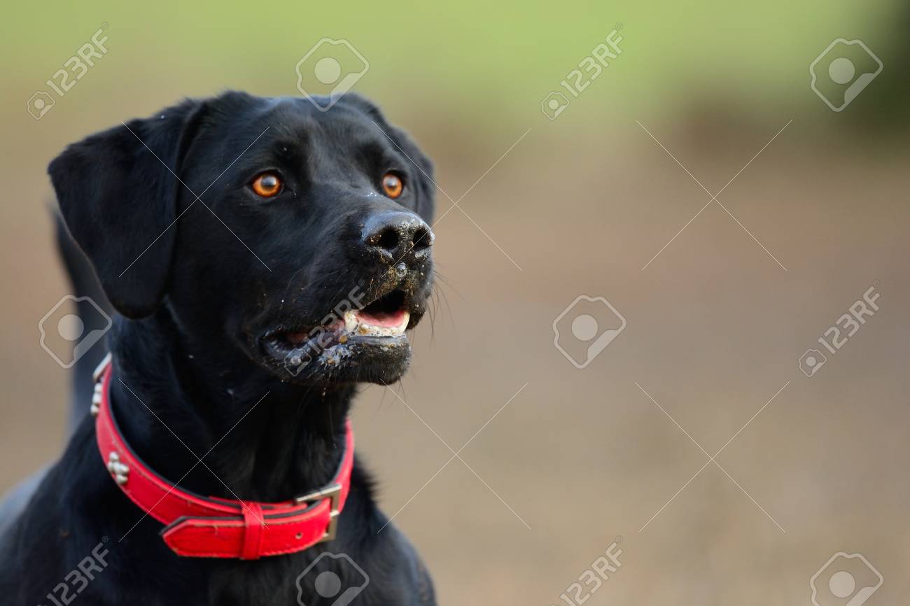 black lab red collar