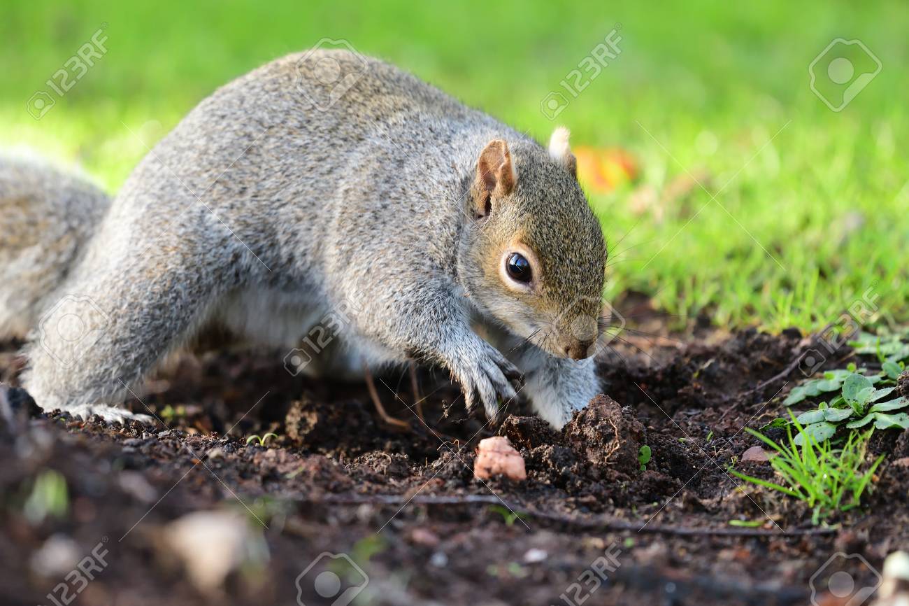 Portrait Of A Grey Squirrel Digging In The Garden Stock Photo Picture And Royalty Free Image Image 106296615