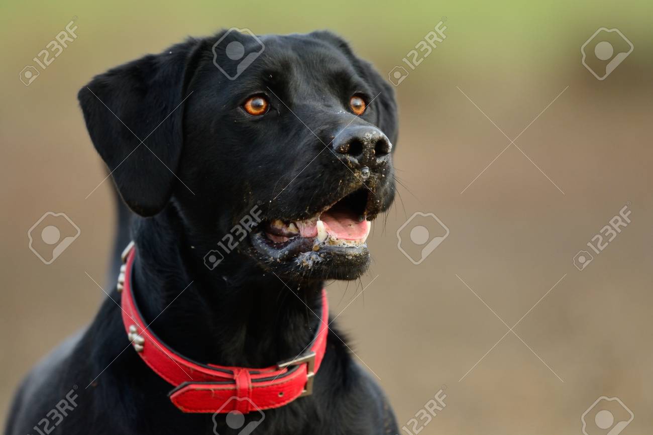black dog red collar