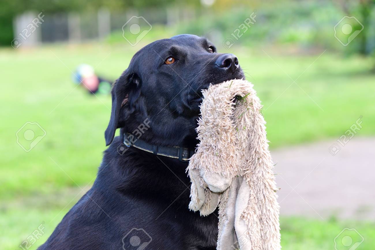 black labrador toy