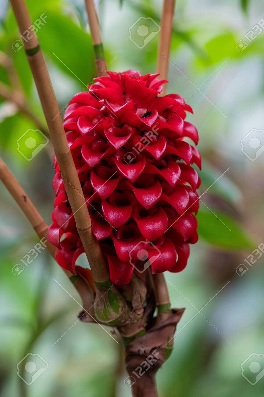 Close Up Of A Flower On An Indonesian Wax Ginger Tapeinochilos Stock Photo Picture And Royalty Free Image Image 143066414
