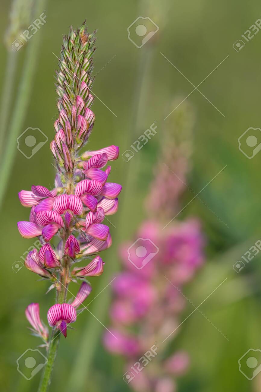Close Up Of A Common Sainfoin Onobrychis Viciifolia Flower Stock Photo Picture And Royalty Free Image Image 149531186