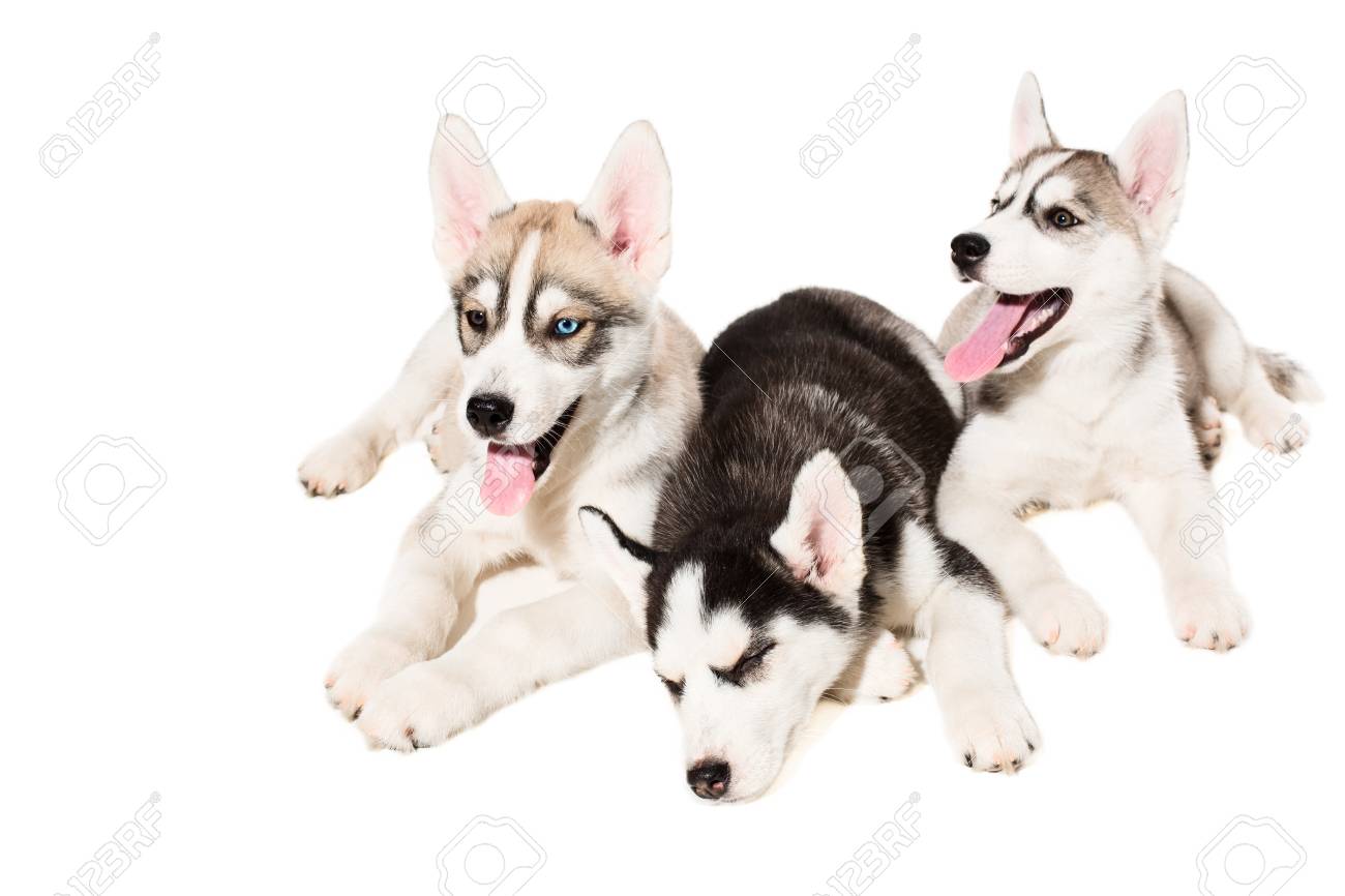 free husky puppies