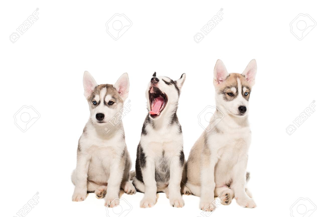 白い背景に分離されたハスキー子犬の犬種のグループします 最もカリスマ的な子犬 の写真素材 画像素材 Image