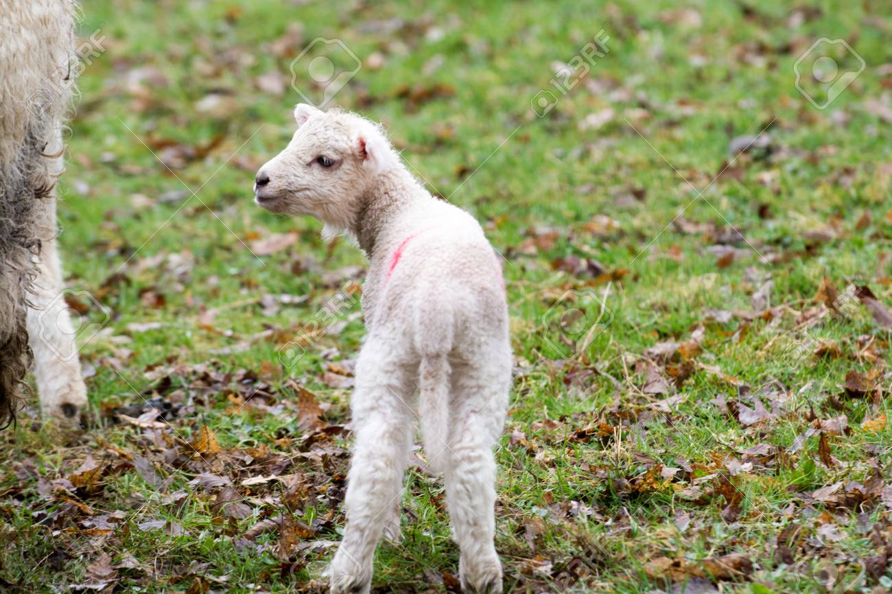 Baby Lamb In Field In Spring During Lambing Season Stock Photo ... for baby lamb in spring
110ylc Baby Lamb In Field In Spring During Lambing Season Stock Photo ... for baby lamb in spring
110ylc