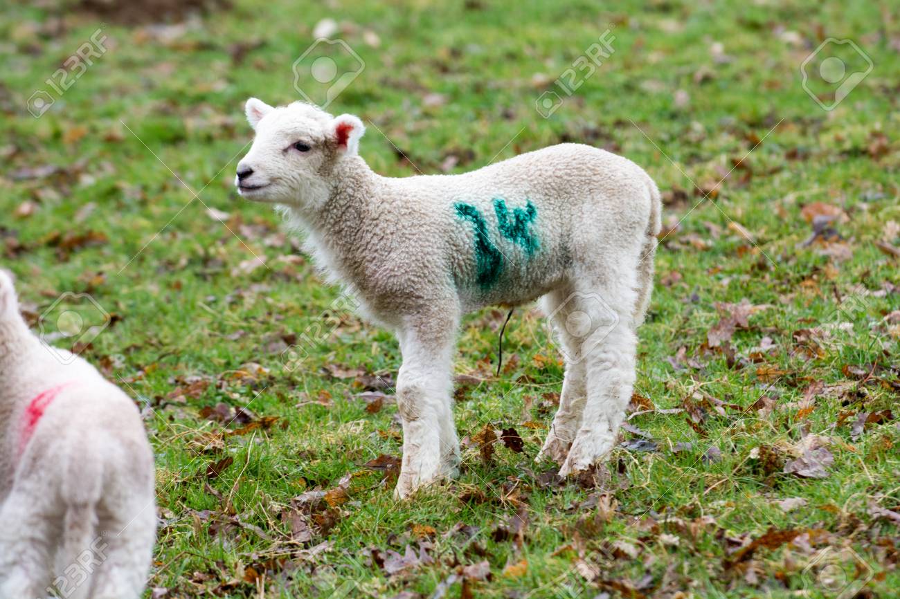 Baby Lamb In Field In Spring During Lambing Season Stock Photo ... for baby lamb in spring
186ref Baby Lamb In Field In Spring During Lambing Season Stock Photo ... for baby lamb in spring
186ref