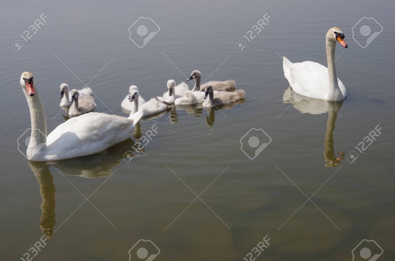 自分の子供を守って水親に浮かぶ白鳥の親子 の写真素材 画像素材 Image