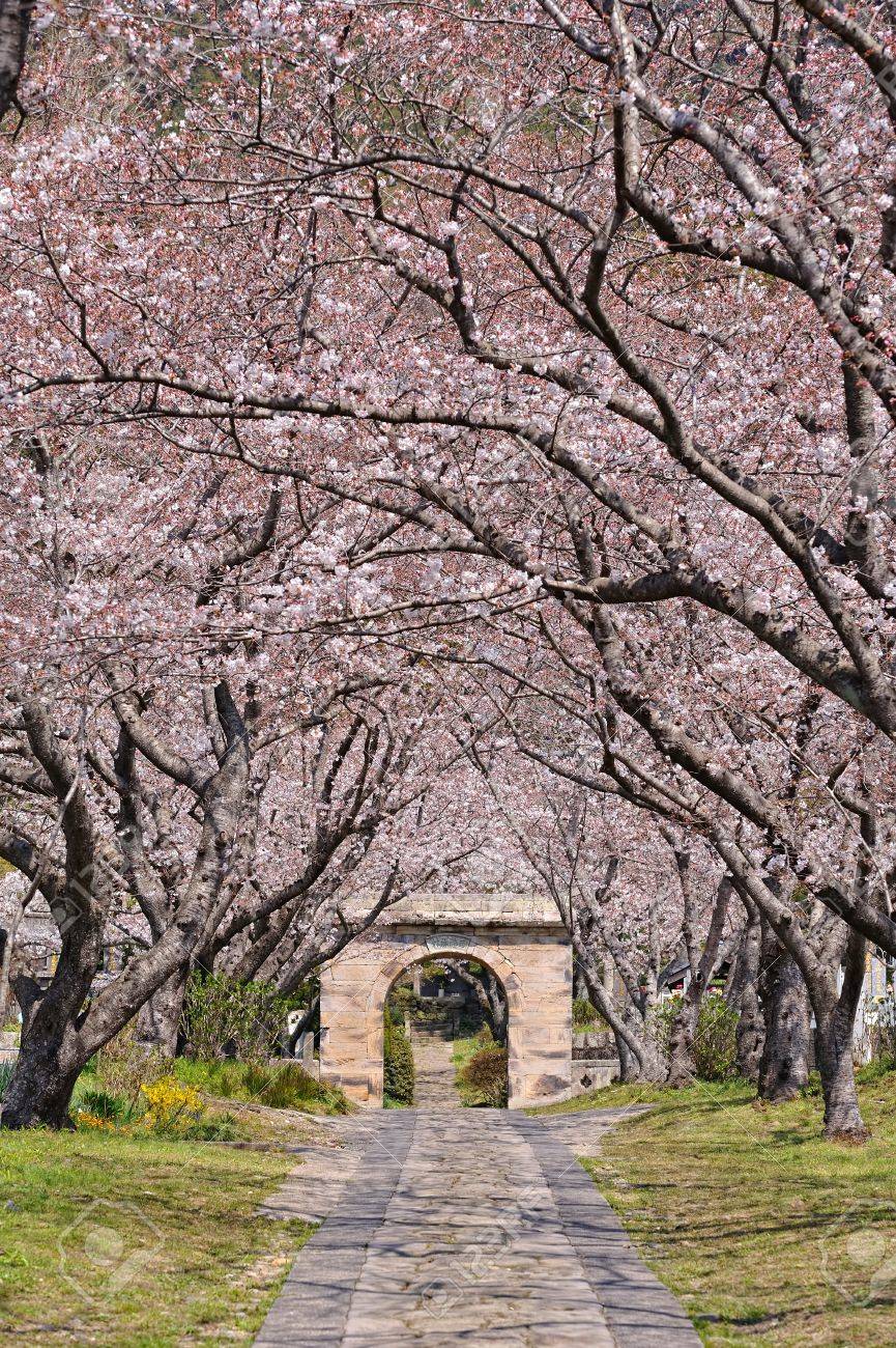 Arch of Japanese sakura blossom - 9774239 Arch of Japanese sakura blossom - 9774239
