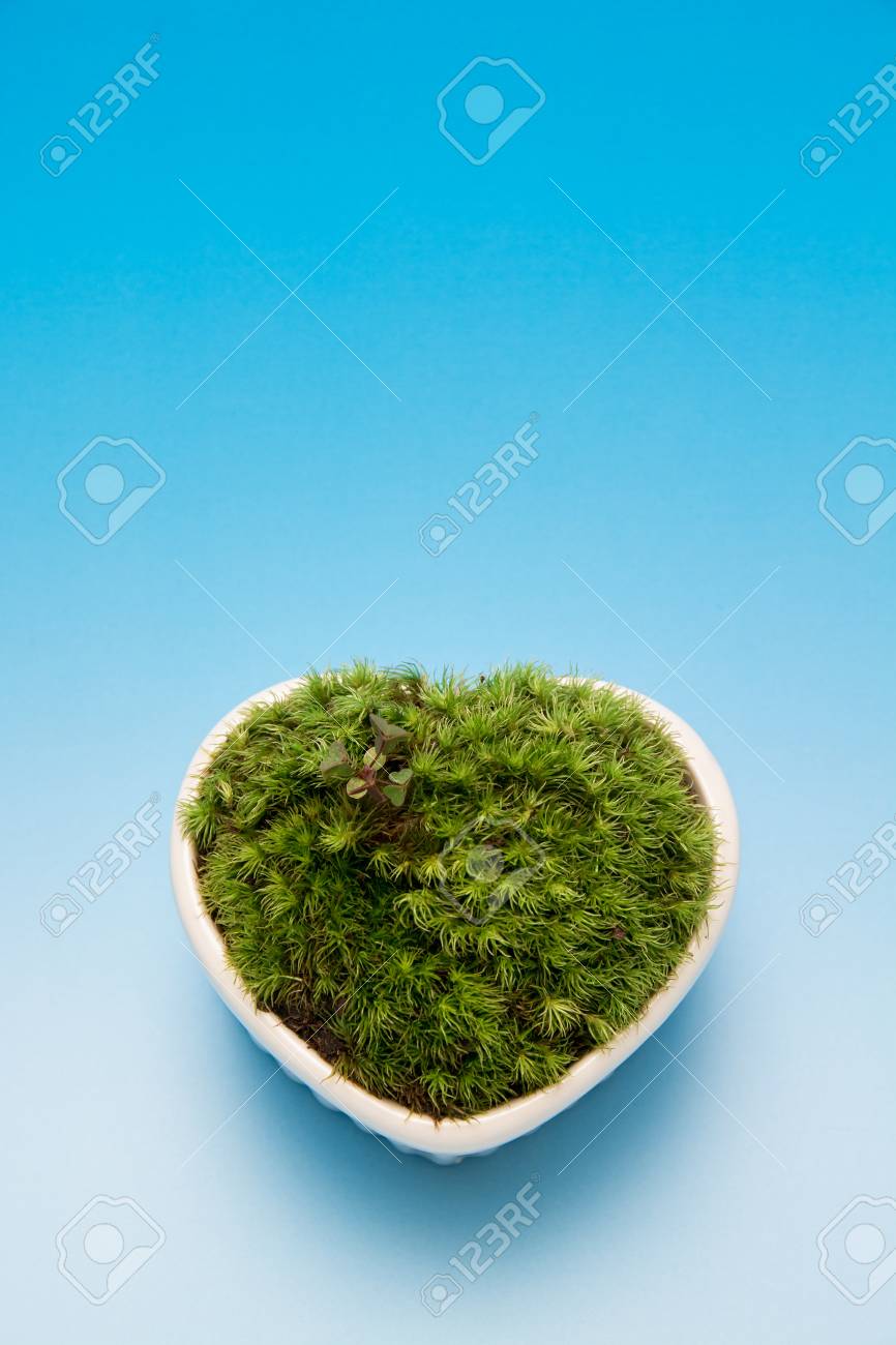 日本のコケ盆栽 の写真素材 画像素材 Image