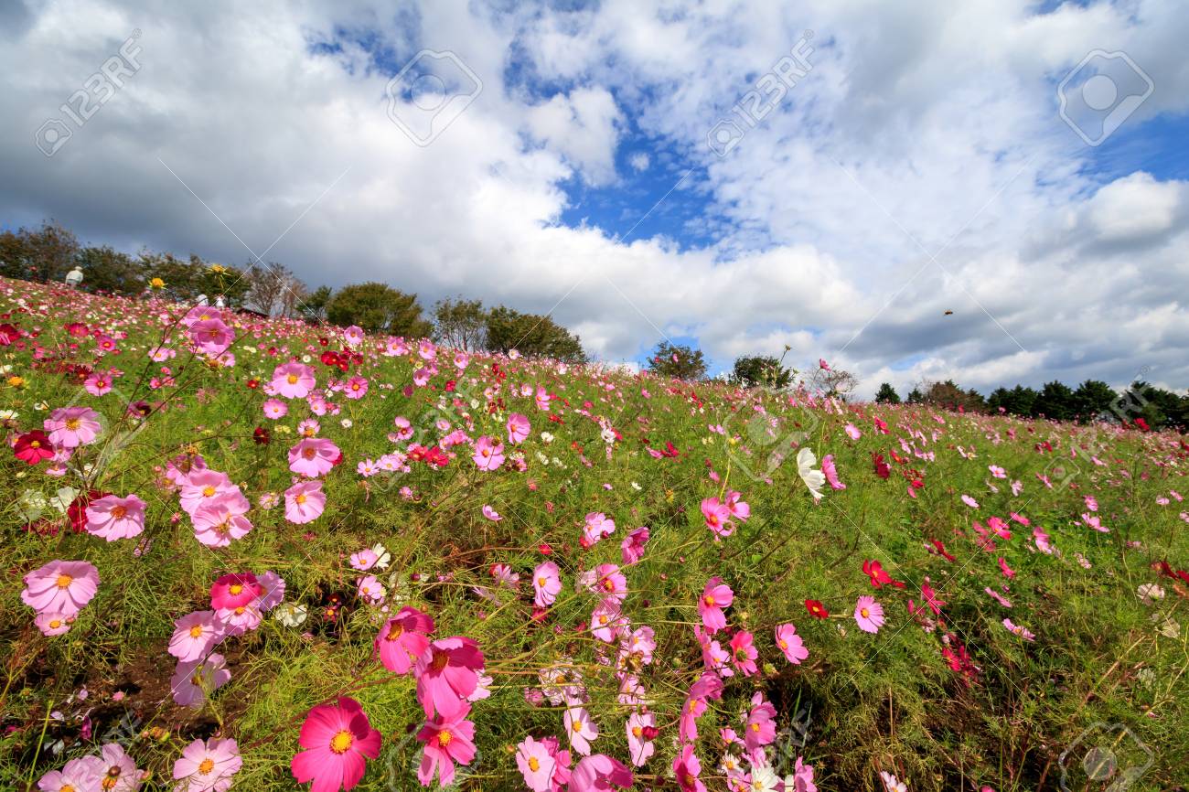 Cosmos flowers at Shirakimine, Isahaya, Nagasaki, Japan - 57563131 Cosmos flowers at Shirakimine, Isahaya, Nagasaki, Japan - 57563131