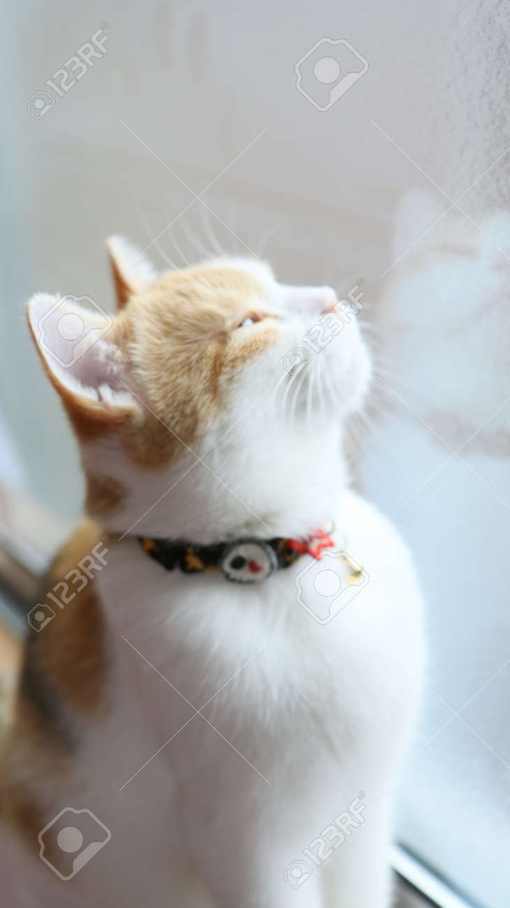 etiam-dictum-ipsum-a-felis