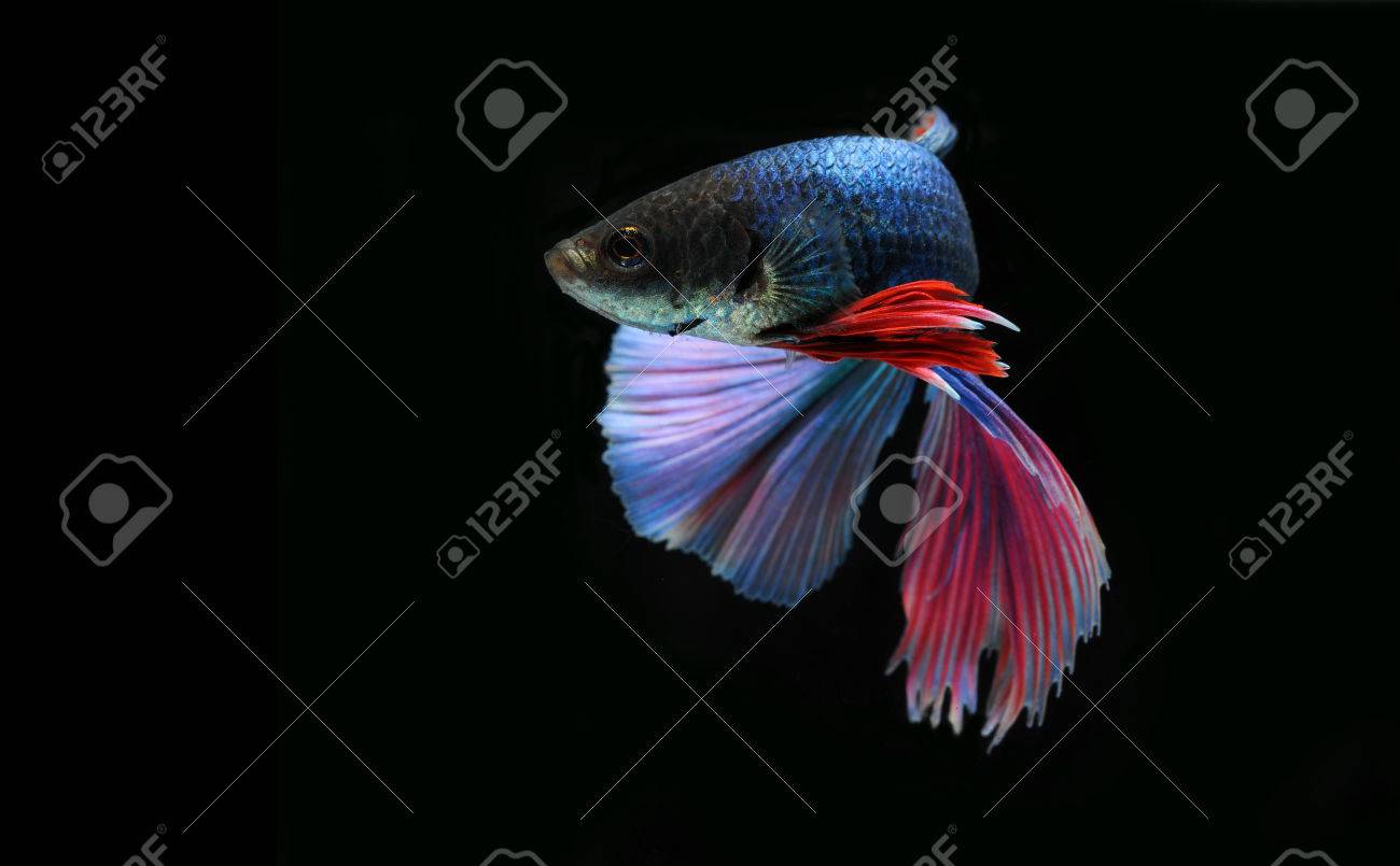 Betta の魚 ハーフムーン または黒の背景にシャムの戦いの魚 の写真素材 画像素材 Image 57912332
