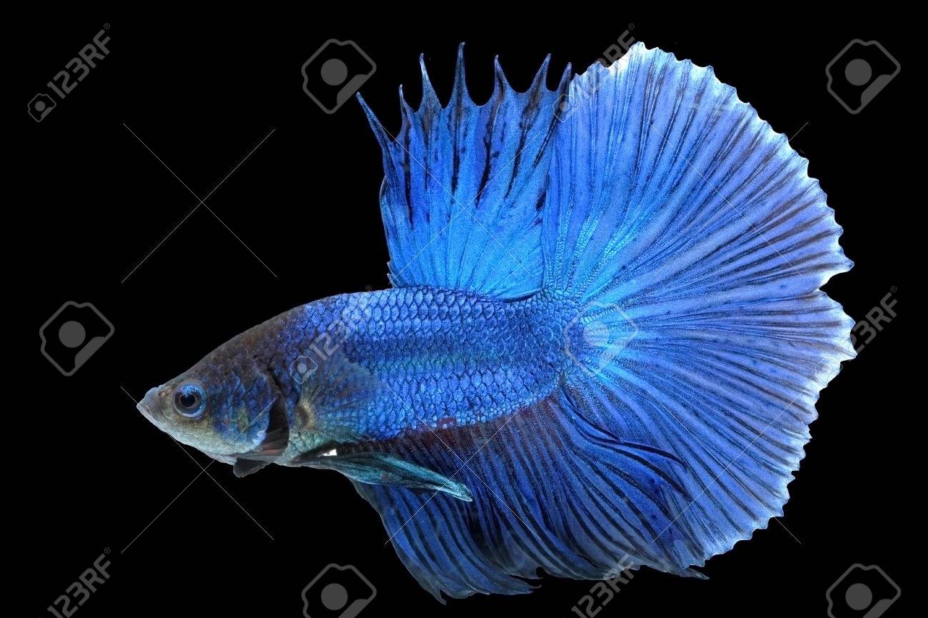 Betta の魚 ハーフムーン または黒の背景にシャムの戦いの魚 の写真素材 画像素材 Image