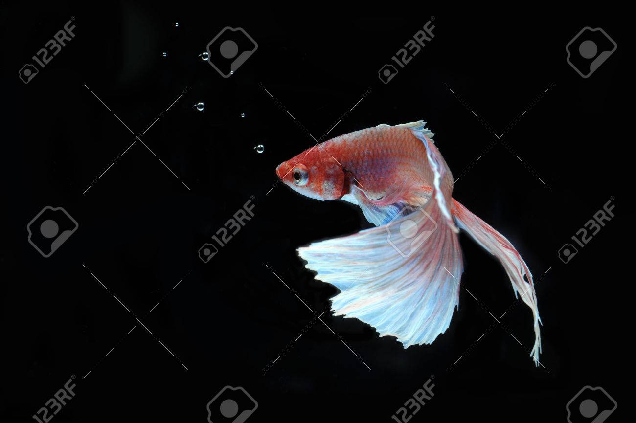 Betta の魚 ハーフムーン または黒の背景にシャムの戦いの魚 の写真素材 画像素材 Image