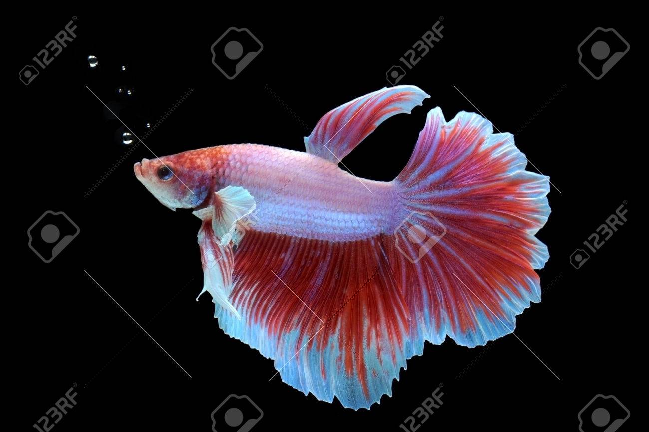 Betta の魚 ハーフムーン または黒の背景にシャムの戦いの魚 の写真素材 画像素材 Image